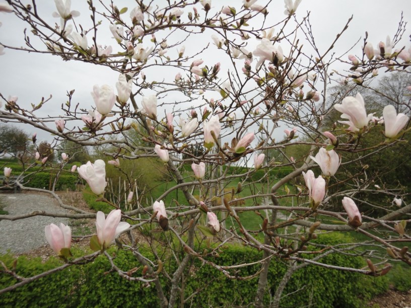 Magnolia stellata - Stjernemagnolia, Star magnolia