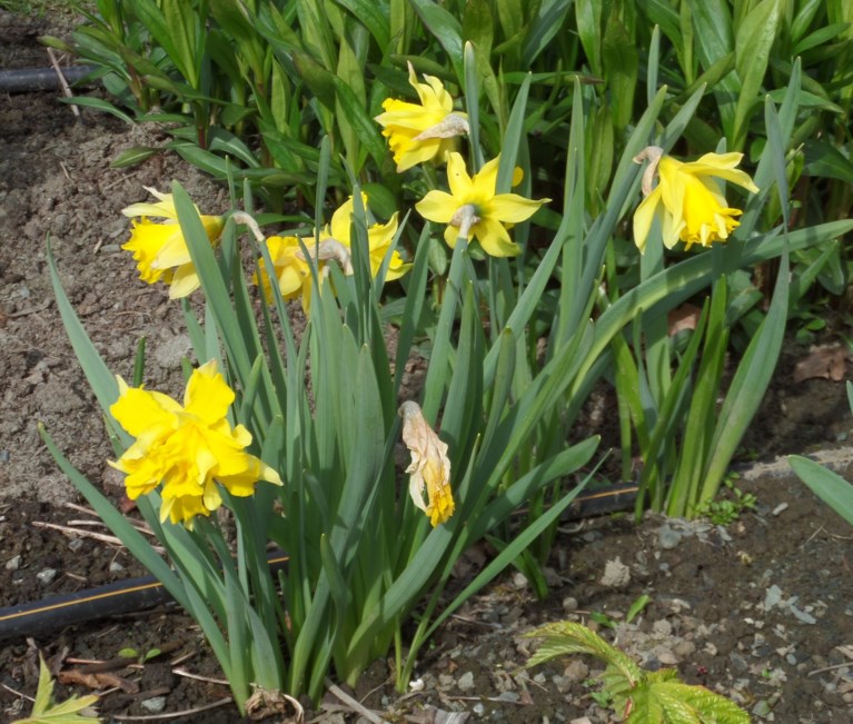 Narcissus pseudonarcissus 'Van Sion'