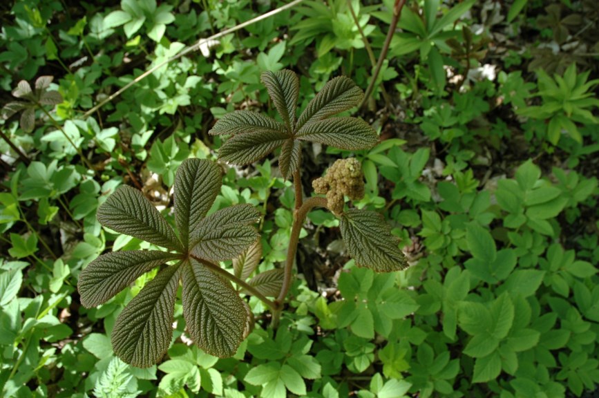 Rodgersia aesculifolia - Kastanjebronseblad