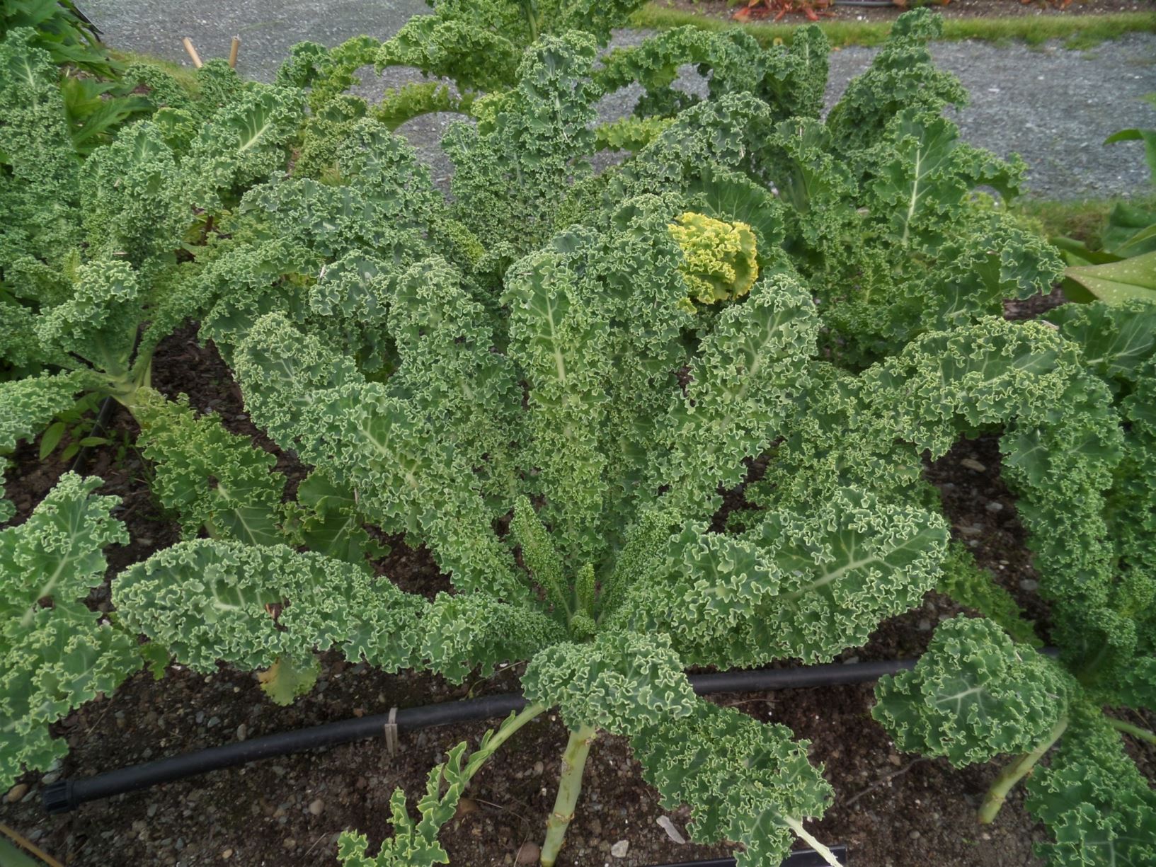 Brassica oleracea var. acephala - Bladkål, Curly Kale
