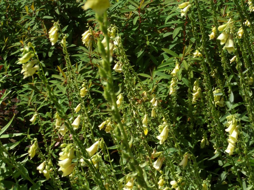 Digitalis grandiflora - Stor revebjelle, Large yellow foxglove