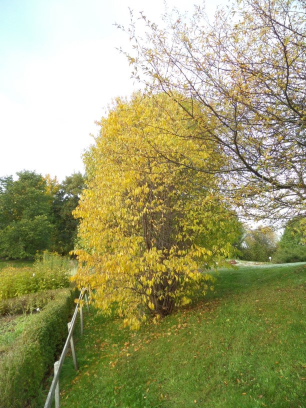 Prunus pensylvanica - Pensylvaniaplomme