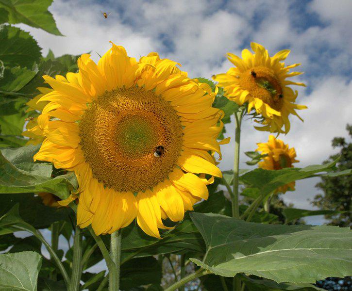 Helianthus annuus - Praktsolvendel/Solsikke, Common sunflower