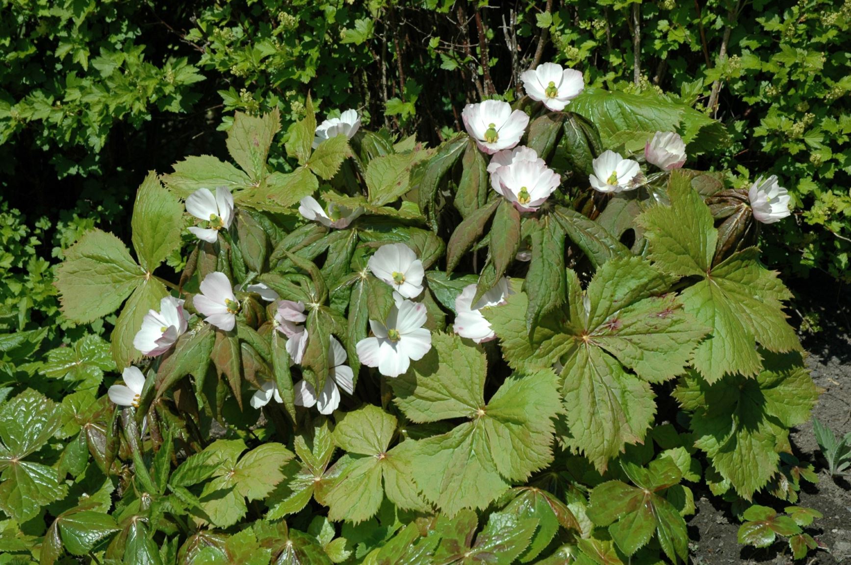 Podophyllum hexandrum - Himalayafotblad