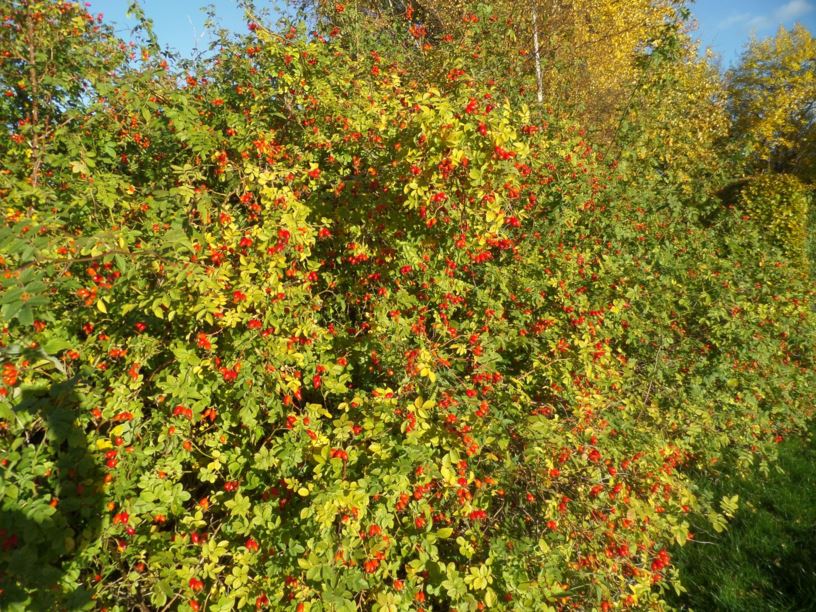 Rosa rubiginosa - Vinrose/Eplerose