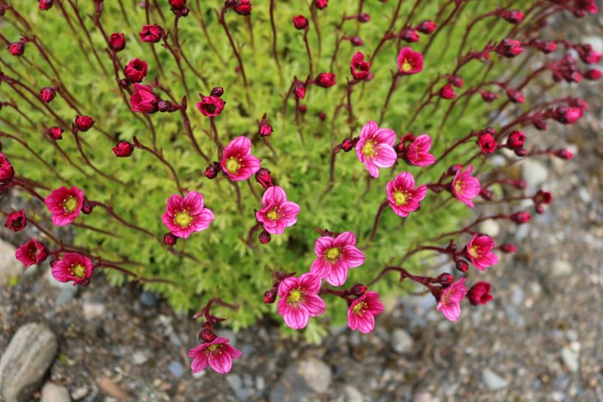 Saxifraga × arendsii - Hagesildre