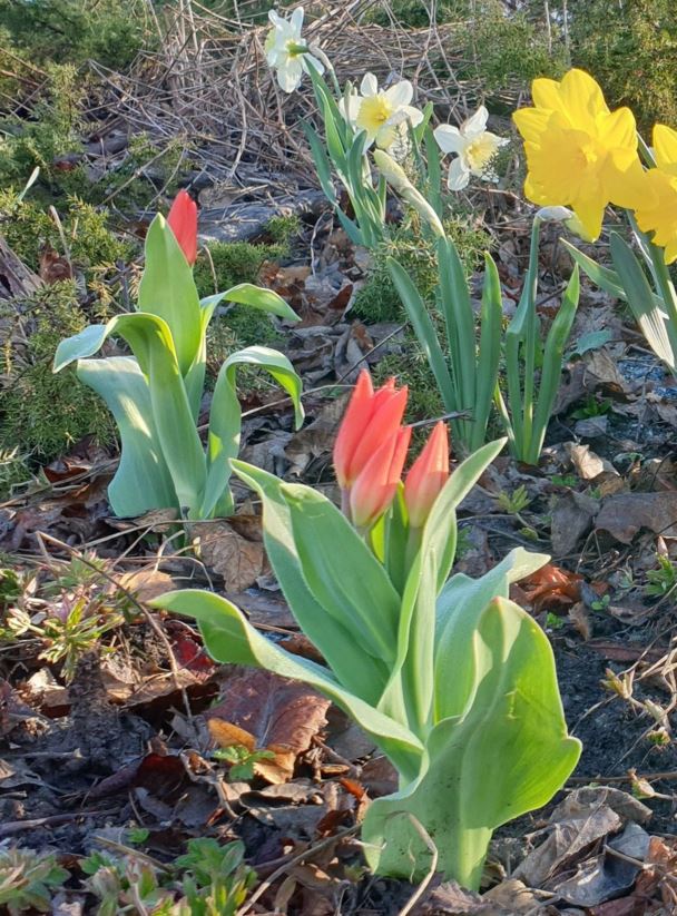Tulipa 'Fusilier' - Symretulipan