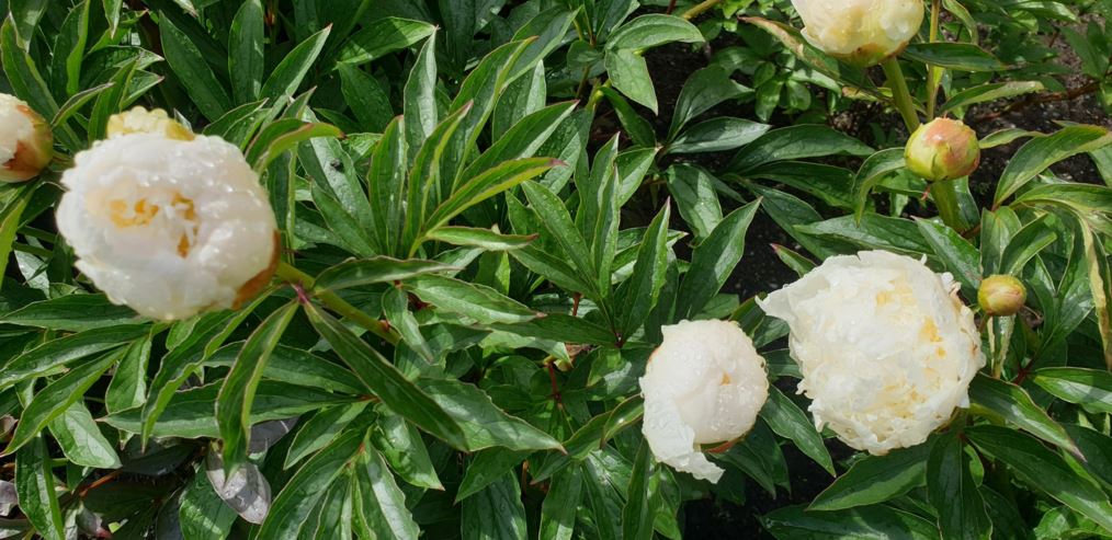 Paeonia lactiflora - Kinapeon