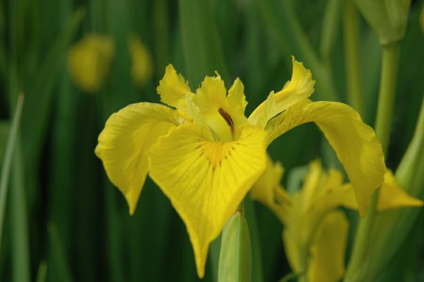 Iris pseudacorus - Sverdlilje, Yellow Flag