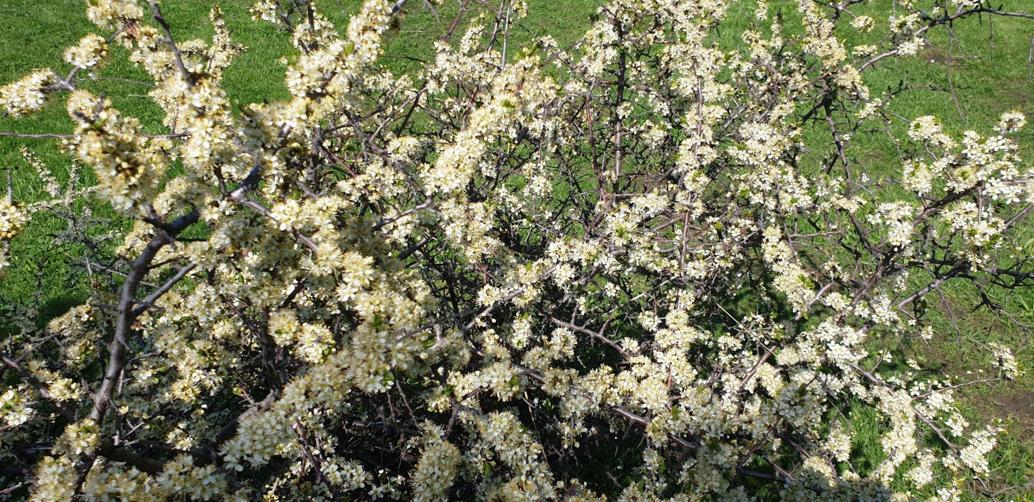 Prunus spinosa - Slåpetorn