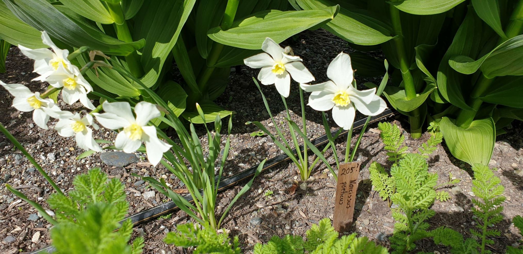 Narcissus poeticus - Pinselilje