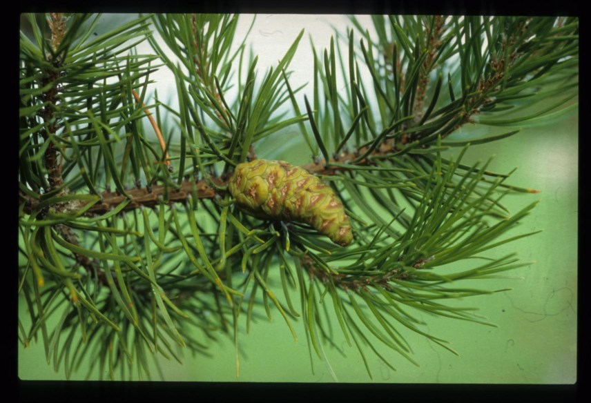 Pinus banksiana - Banksfuru, Jack Pine