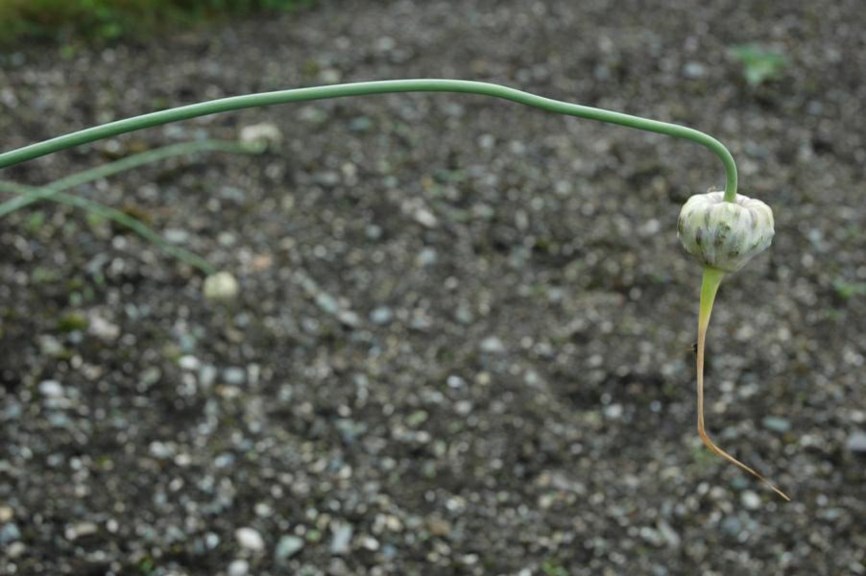 Allium cepa var. ascalonicum - Sjalott-løk, Shallot