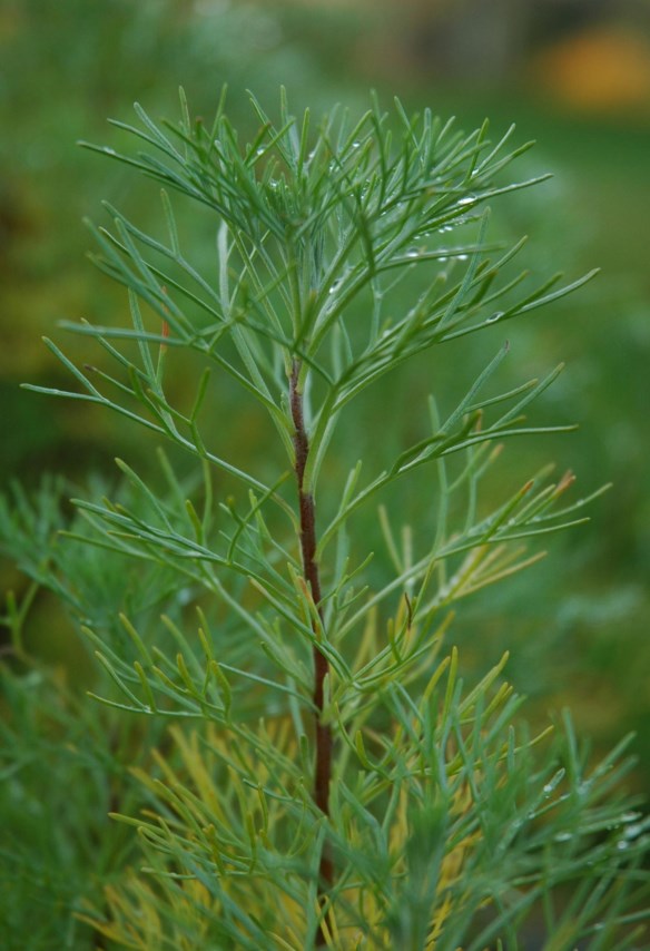 Artemisia abrotanum - Abrodd, Southernwood
