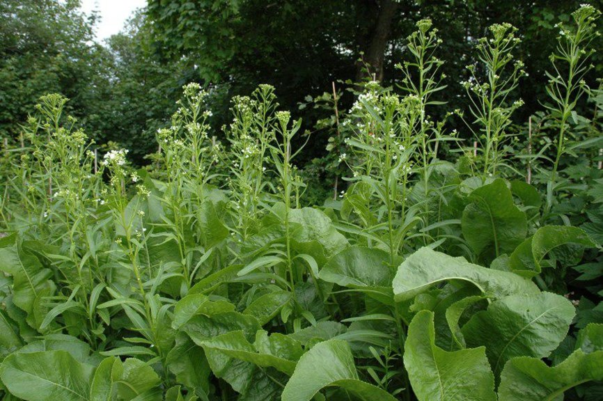 Armoracia rusticana - Pepperrot, Horseradish