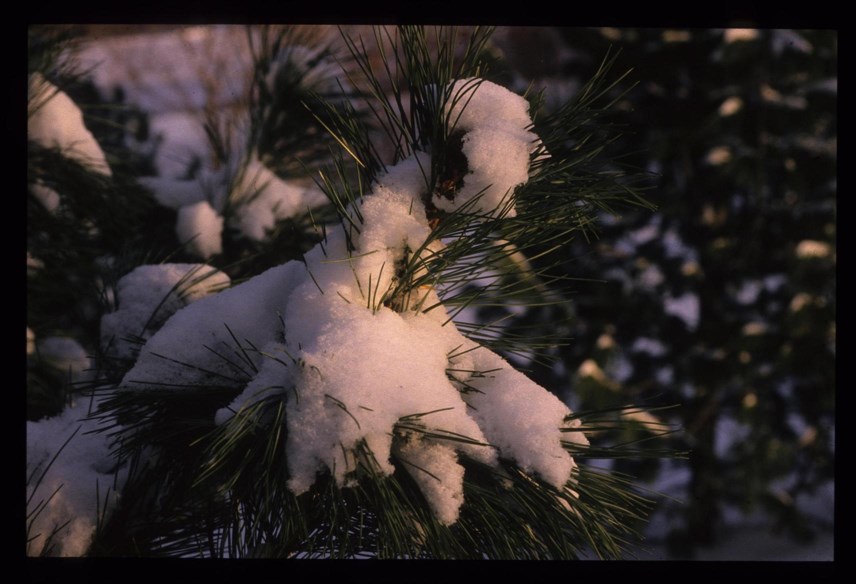 Pinus cembra - Sembrafuru, Swiss Pine, Arolla Pine