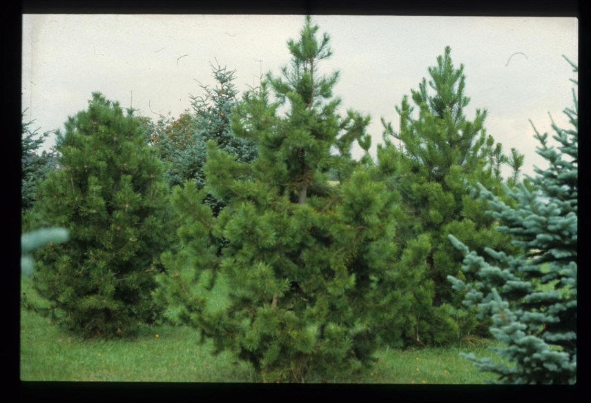 Pinus contorta - Vrifuru, Lodgepole Pine, Shore Pine