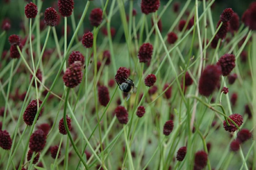 Sanguisorba officinalis - Blodtopp, Great burnet, Radix & Herba sanguisorbae