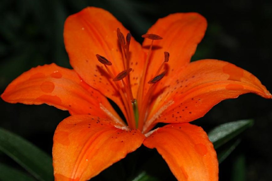 Lilium bulbiferum - Brannlilje, Fire lily