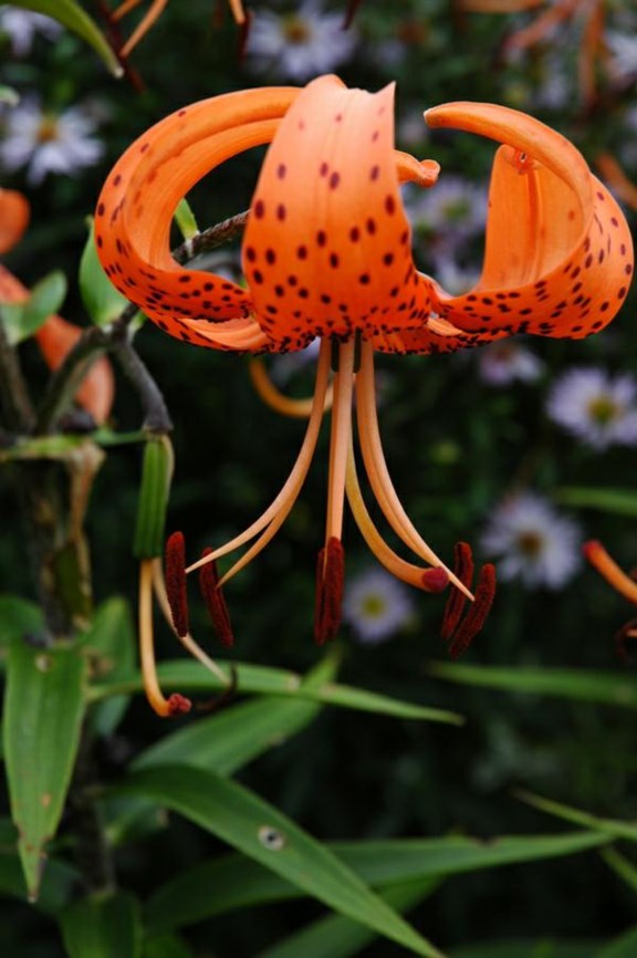 Lilium lancifolium - Tigerlilje