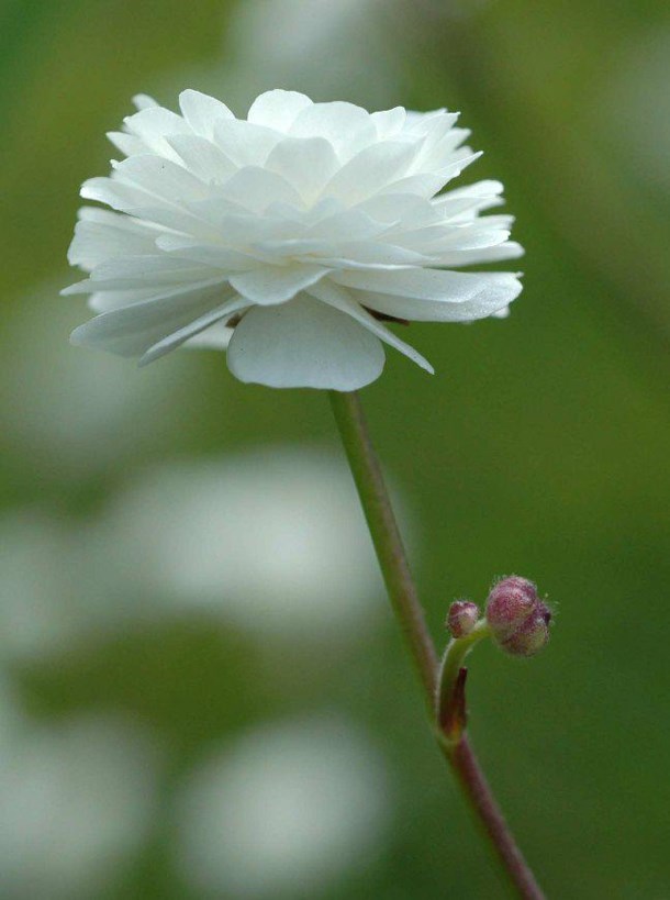 Ranunculus aconitifolius flore pleno - Duppesoleie