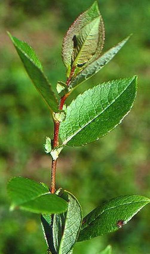 Salix hastata - Bleikvier