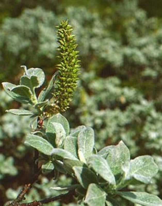 Salix lanata - Ullvier