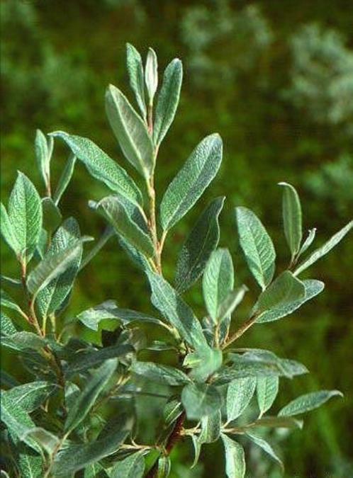 Salix lapponum - Lappvier