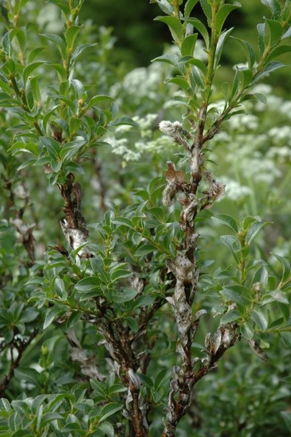 Salix myrsinites - Myrtevier