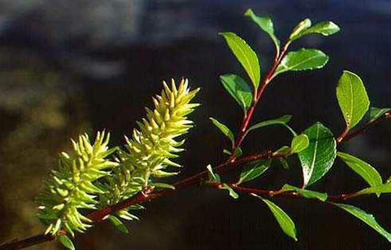 Salix phylicifolia - Grønnvier