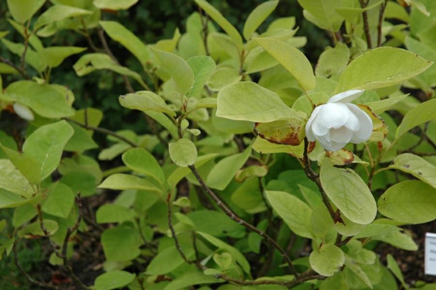 Magnolia sieboldii - Junimagnolia, Siebold's magnolia