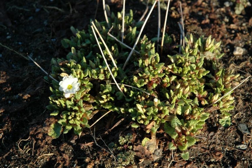 Primula × pruhoniciana