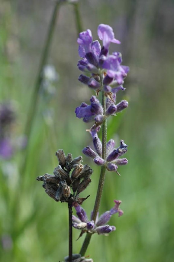Lavandula angustifolia - Lavendel, Common Lavender