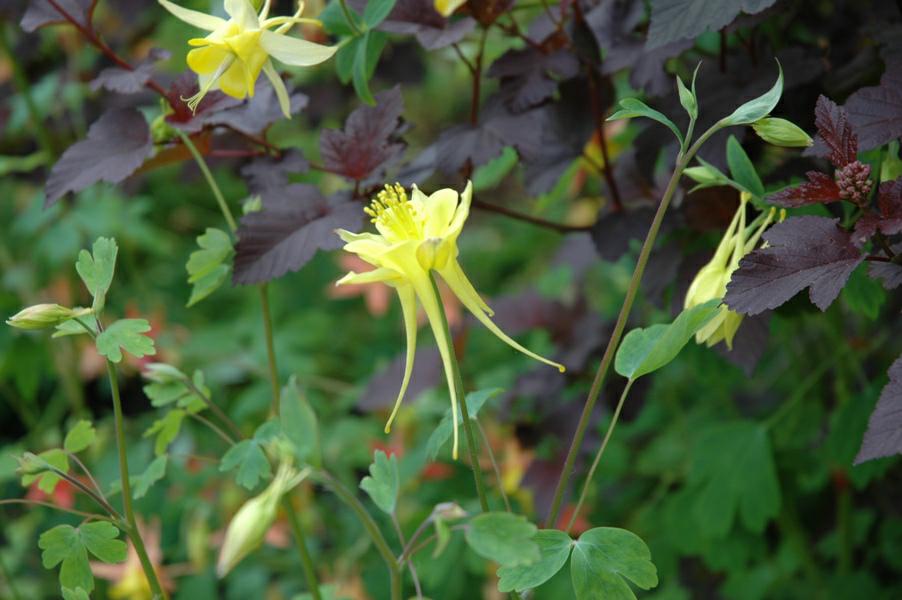 Aquilegia chrysantha - Gullakeleie