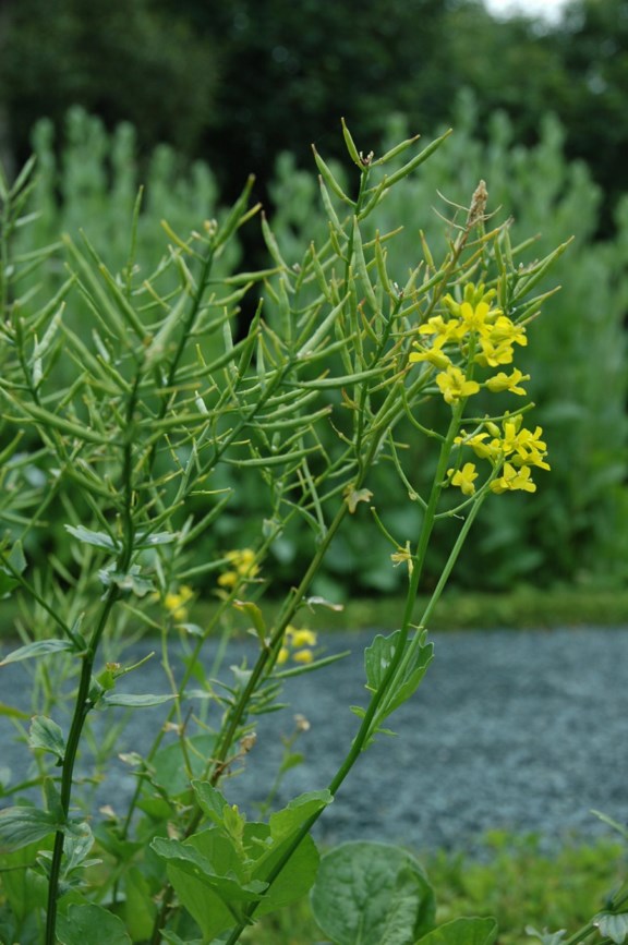 Barbarea vulgaris - Vinterkarse, Yellow rocket,Winter Cress
