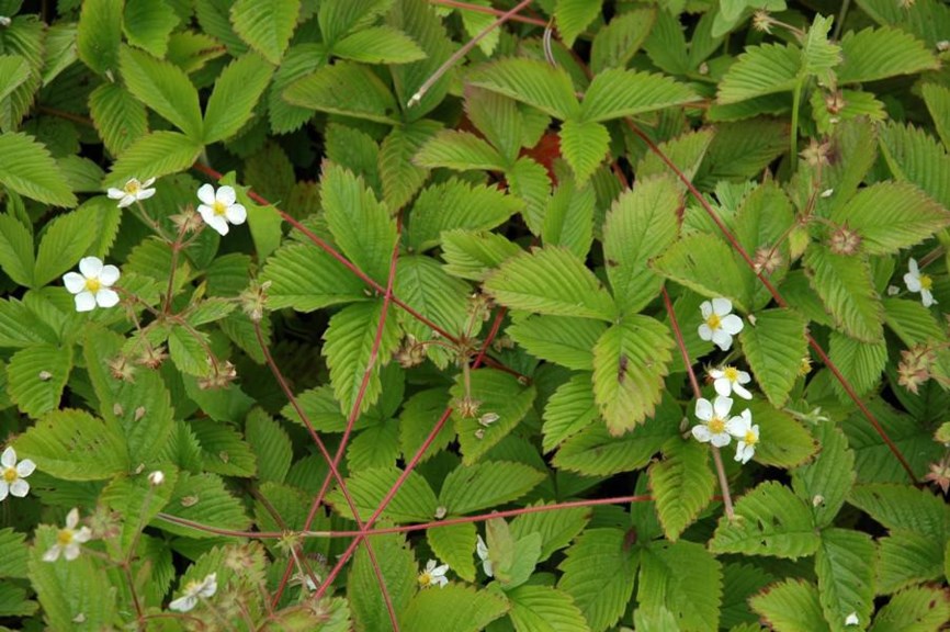 Fragaria moschata - Moskusjordbær, Hautbois Strawberry
