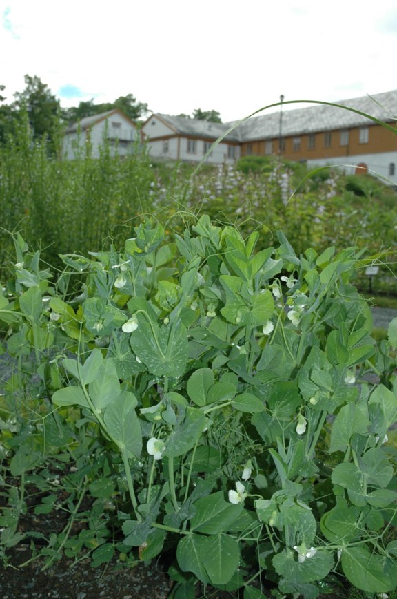 Pisum sativum - Ert, Garden Pea, Gråärt