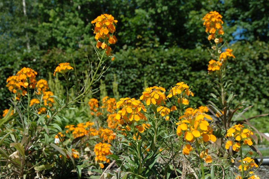 Erysimum × cheiri - Gyllenlakk, Gyllenlakk, Common wallflower
