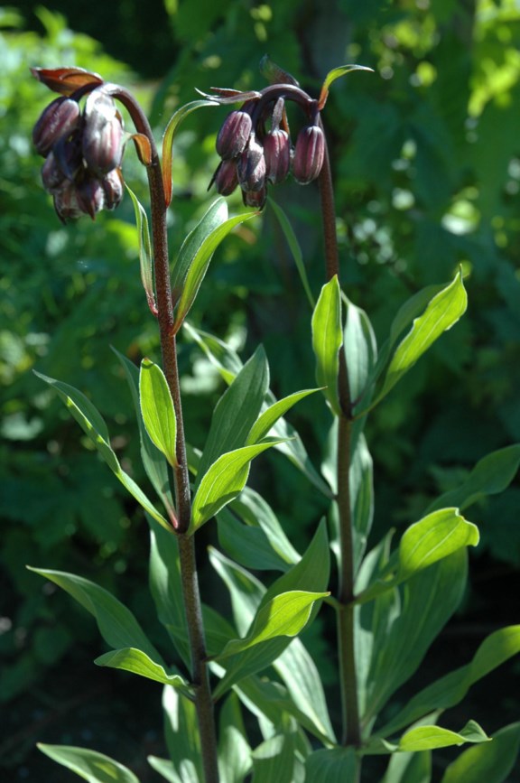 Lilium martagon - Kranslilje, Martagon Lily