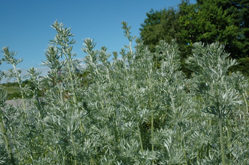 Artemisia absinthium - Ekte malurt, Wormwood | Ringve Botanical Garden ...