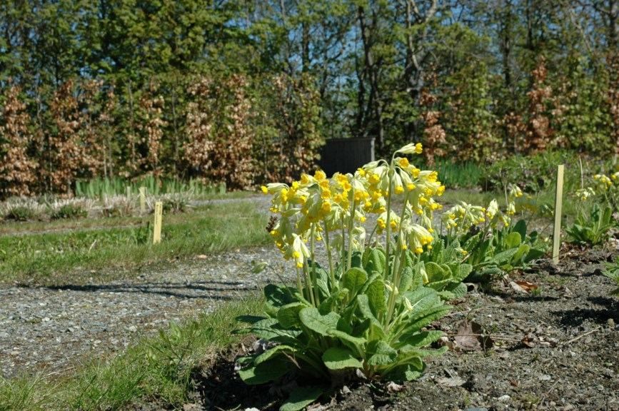 Primula veris - Marianøkleblom, Cowslip. Ornamental, medicine., Radix & Flos Primulae