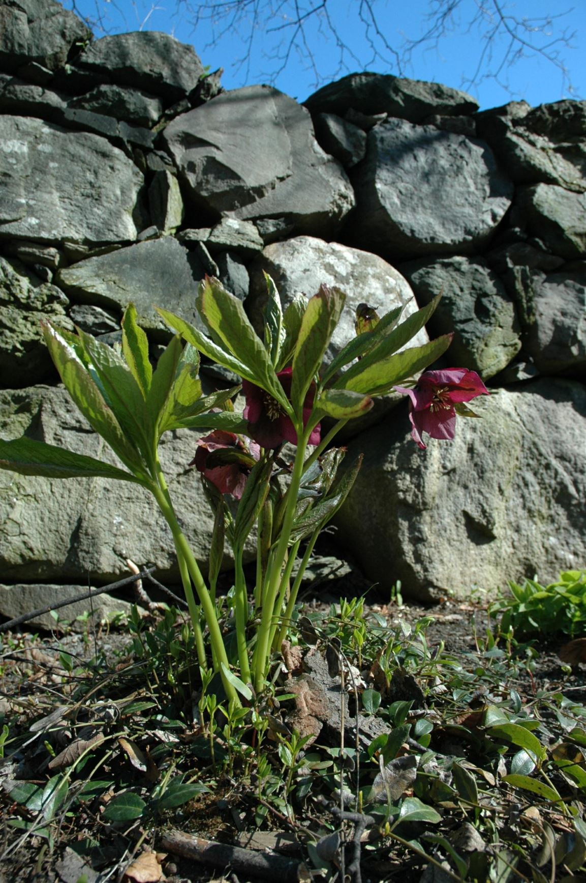 Helleborus orientalis - Rød julerose, Orientjulerose, Lenten rose