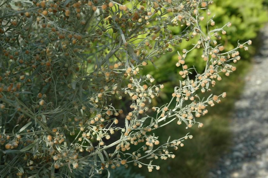 Artemisia absinthium - Ekte malurt, Wormwood