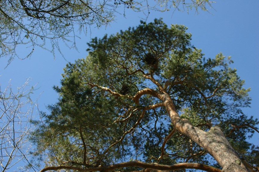 Pinus sylvestris - Vanlig furu, Scots Pine