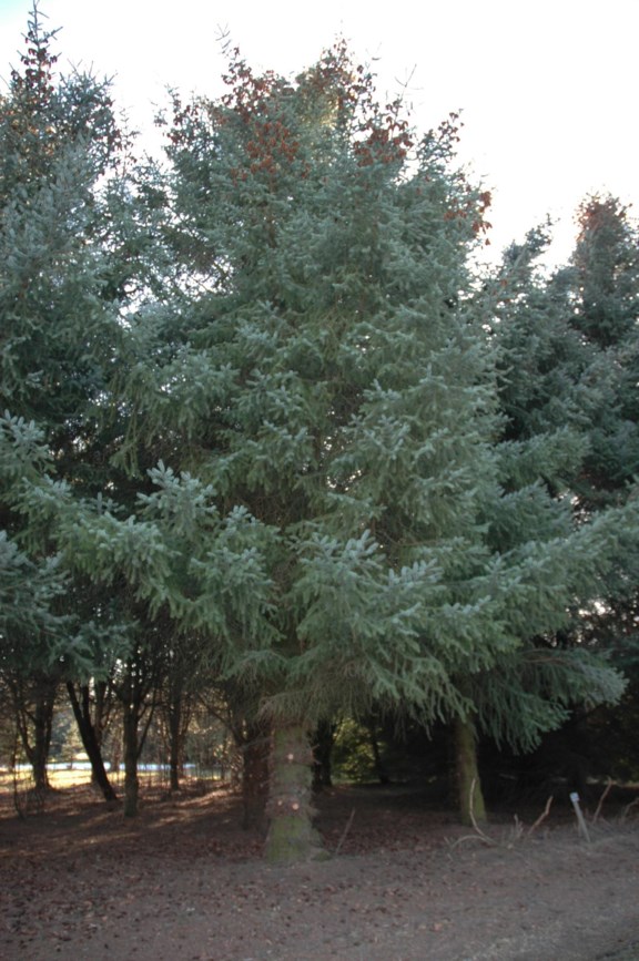 Picea sitchensis - Sitkagran, Sitka spruce