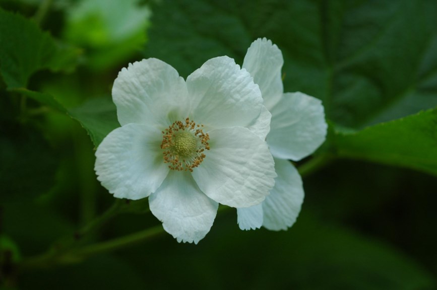 Rubus parviflorus - Nutkabjørnebær, Thimbleberry