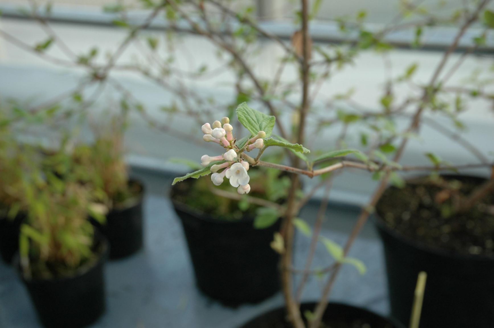 Viburnum carlesii - Koreakorsved