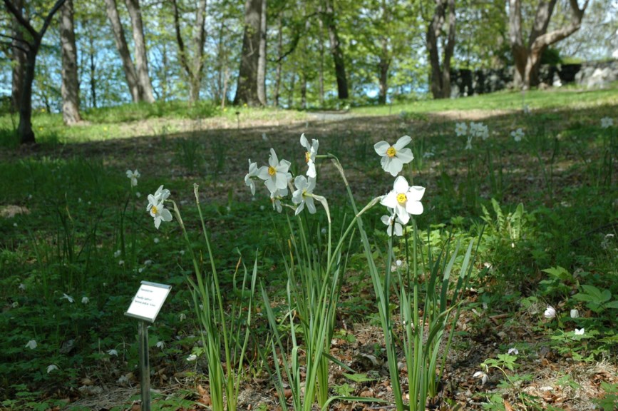 Narcissus poëticus 'Actaea' - Kultivar av pinselilje, Pheasant´s Eye