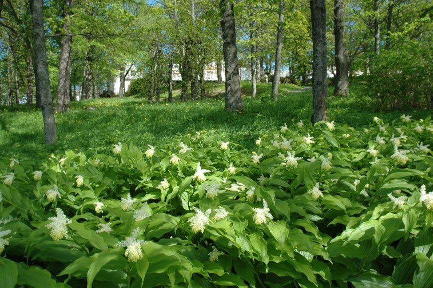 Maianthemum racemosum - Klasefjørkonvall