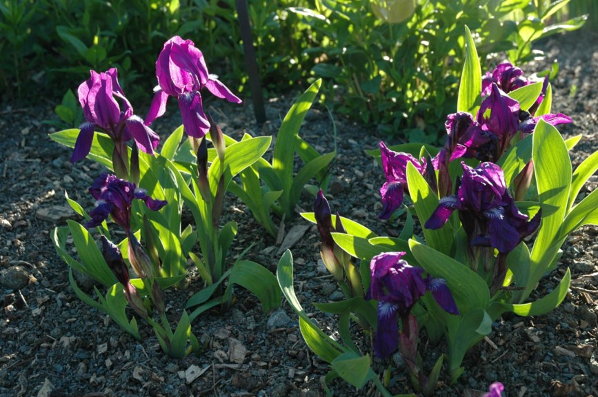 Iris aphylla - Kjerringiris